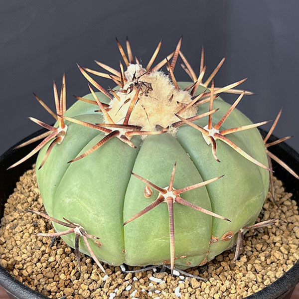 園芸ネット本店｜[ザ・ファームセレクト]サボテン：エキノカクタス